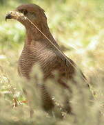 Savanna Hawk