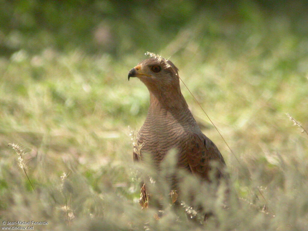 Savanna Hawk