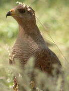 Savanna Hawk