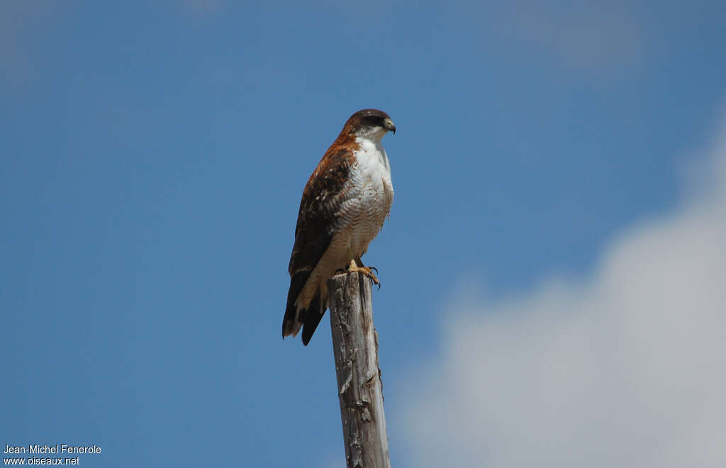 Variable Hawksubadult, identification