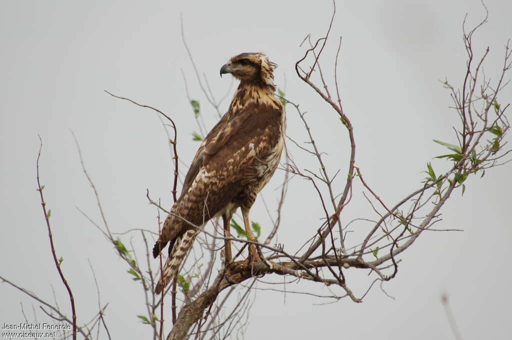 Great Black HawkFirst year, identification