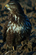 Common Buzzard