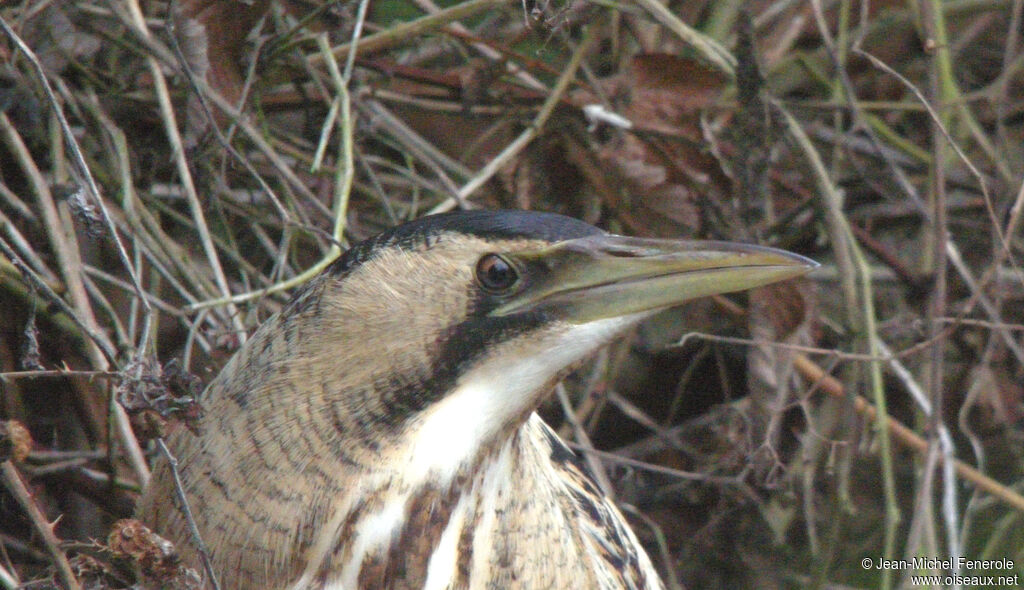 Eurasian Bittern