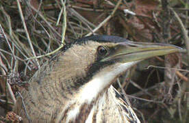 Eurasian Bittern