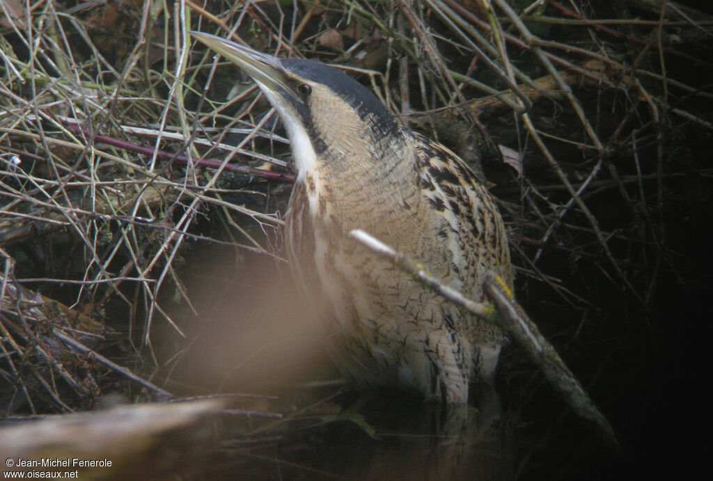 Eurasian Bittern