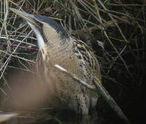 Eurasian Bittern