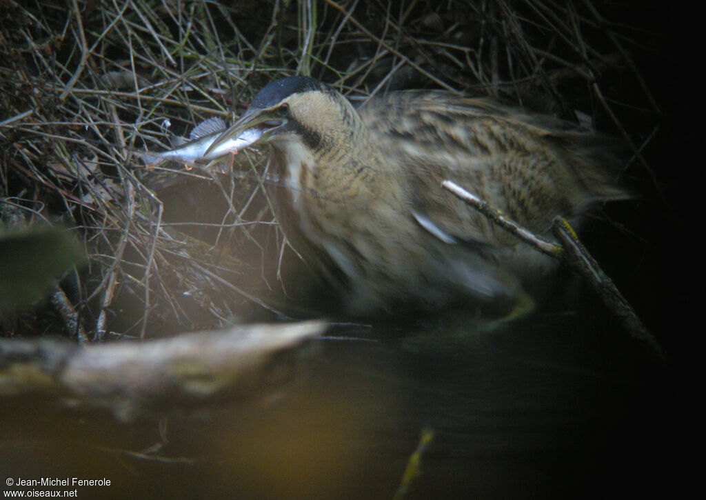 Eurasian Bittern, feeding habits, Behaviour