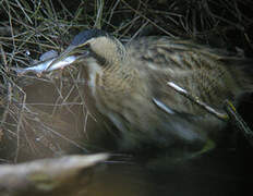 Eurasian Bittern