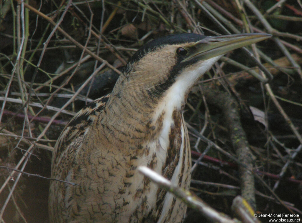 Eurasian Bittern