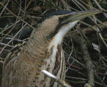 Eurasian Bittern