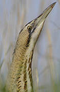 Eurasian Bittern