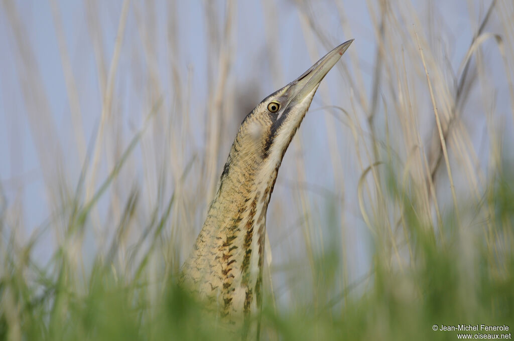 Eurasian Bittern