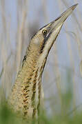 Eurasian Bittern