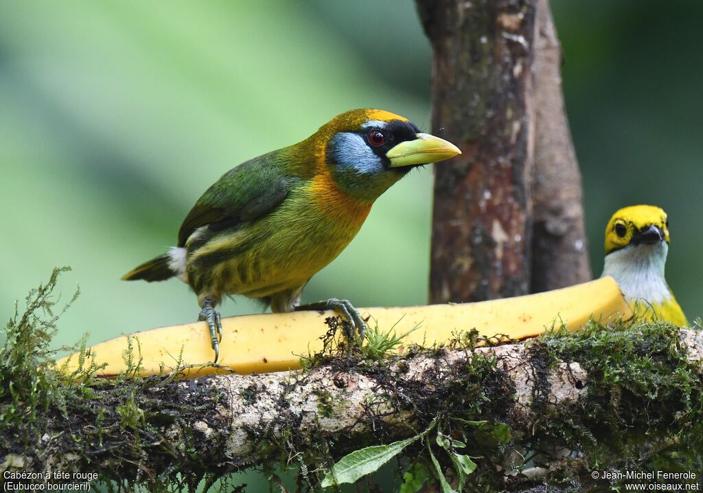 Red-headed Barbet