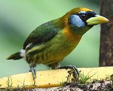 Red-headed Barbet