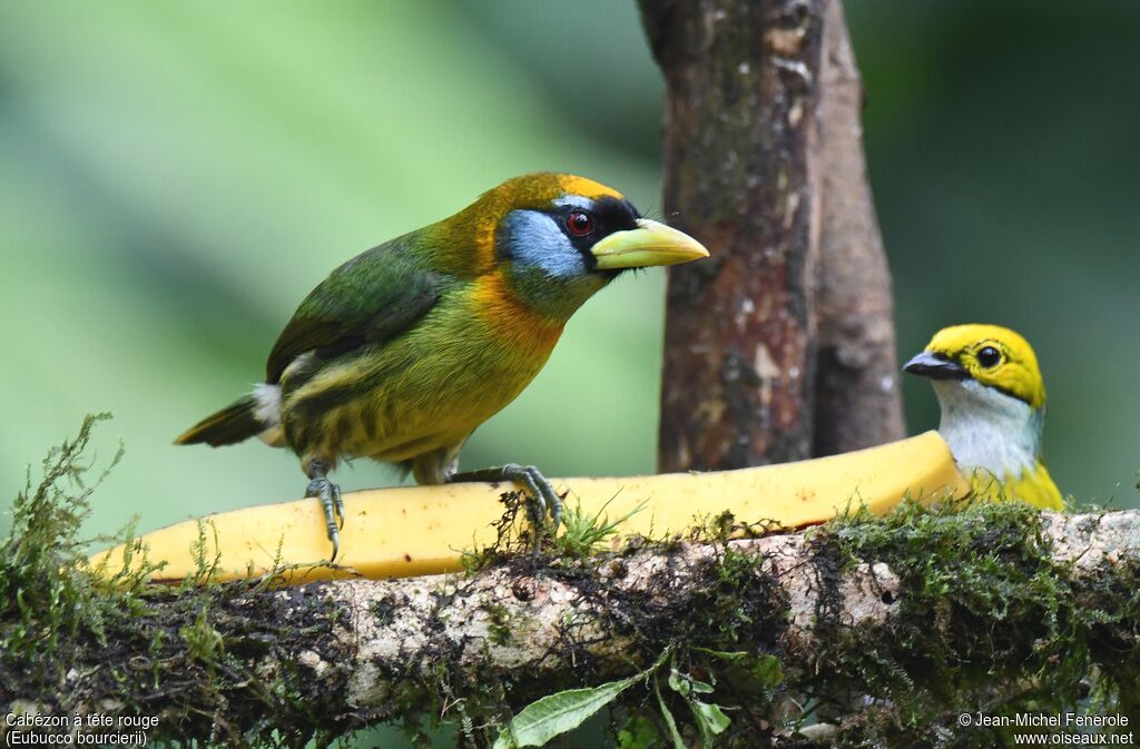 Red-headed Barbet female