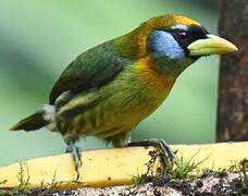 Red-headed Barbet