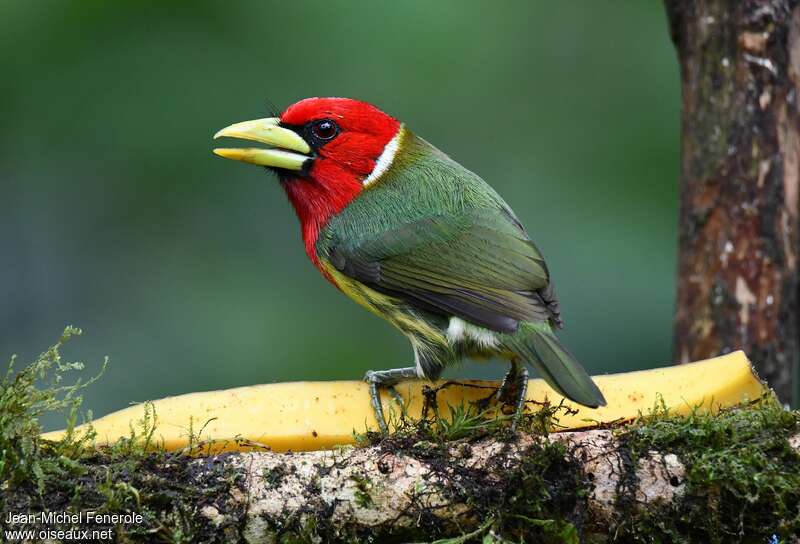 Red-headed Barbet male adult, identification