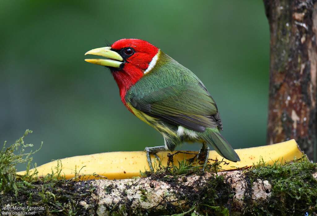 Red-headed Barbet male adult, identification