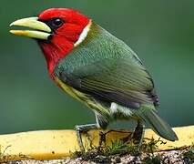 Red-headed Barbet