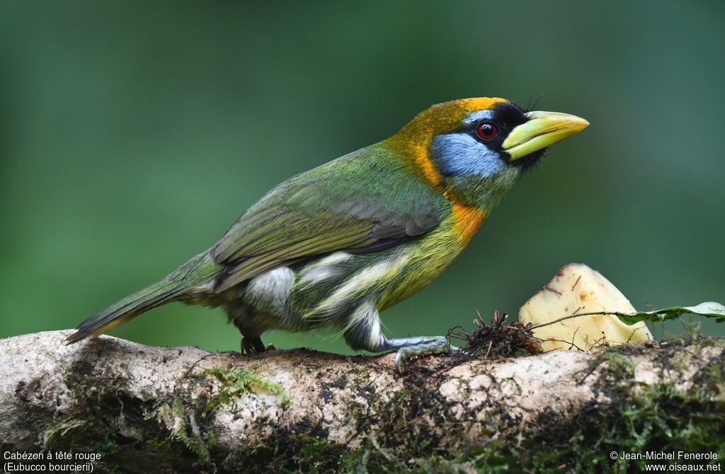 Red-headed Barbet female