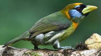 Red-headed Barbet