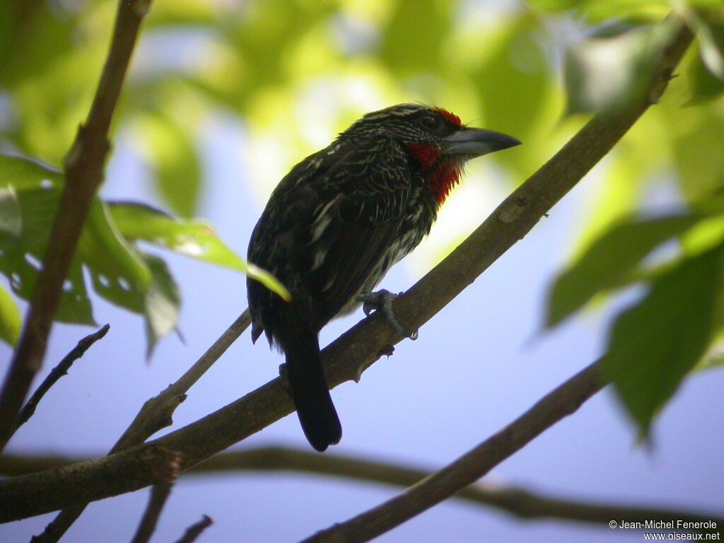 Black-spotted Barbet