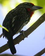 Black-spotted Barbet