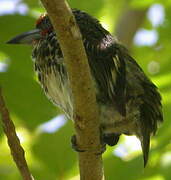 Black-spotted Barbet