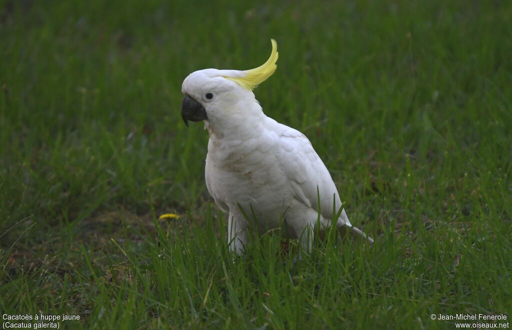 Cacatoès à huppe jaune