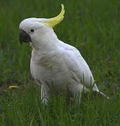 Sulphur-crested Cockatoo