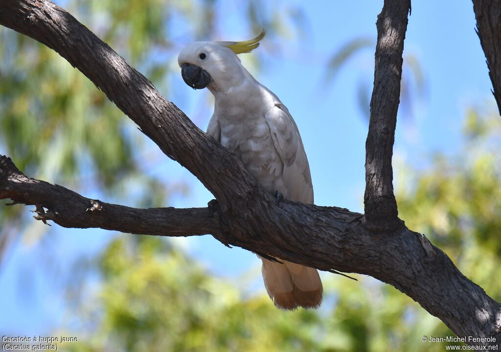 Sulphur-crested Cockatoo