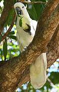 Sulphur-crested Cockatoo