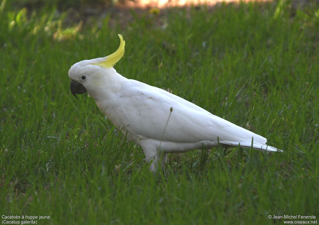 Cacatoès à huppe jaune