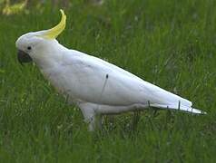 Sulphur-crested Cockatoo