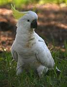 Sulphur-crested Cockatoo