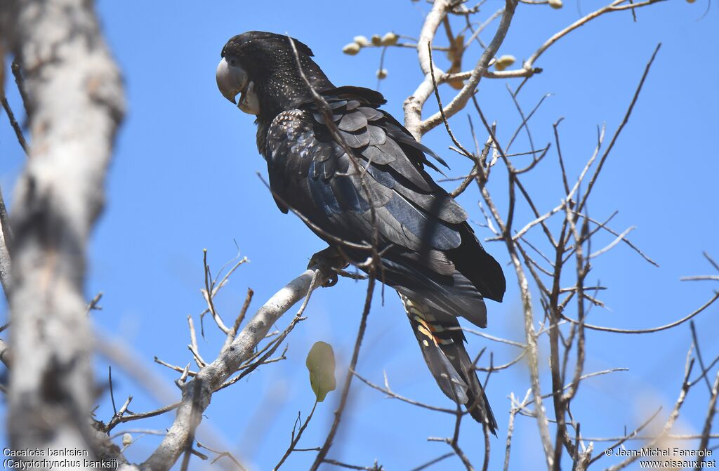 Red-tailed Black Cockatoo