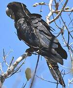 Red-tailed Black Cockatoo