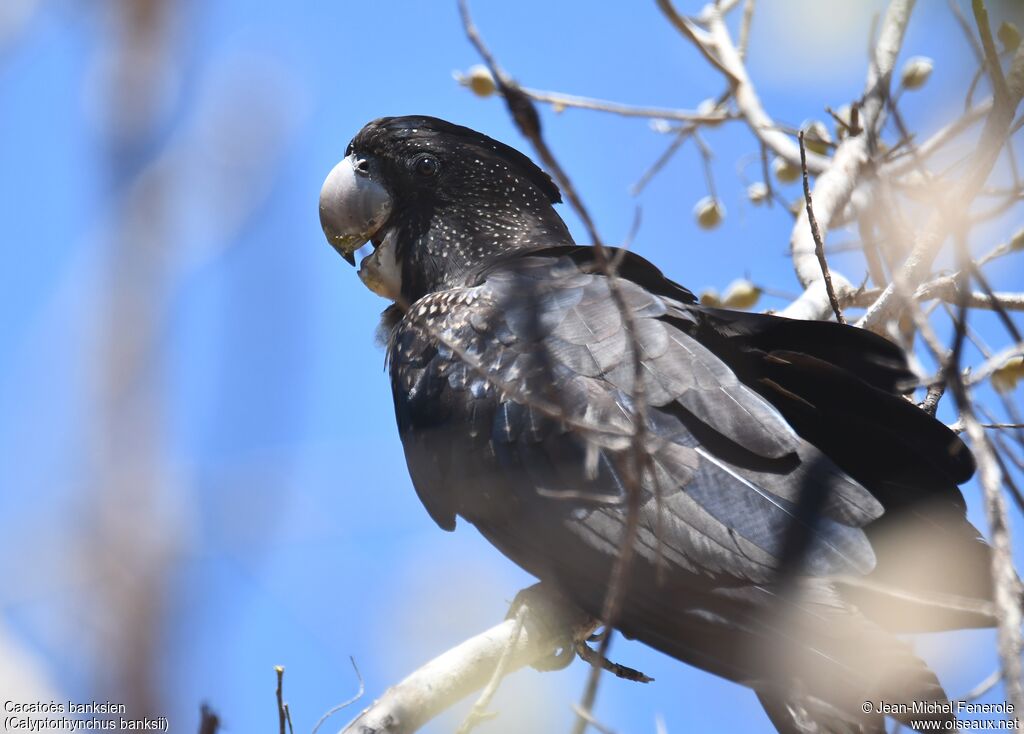 Red-tailed Black Cockatoo