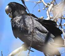 Red-tailed Black Cockatoo