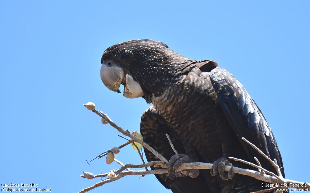 Red-tailed Black Cockatoo