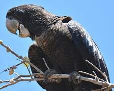 Red-tailed Black Cockatoo