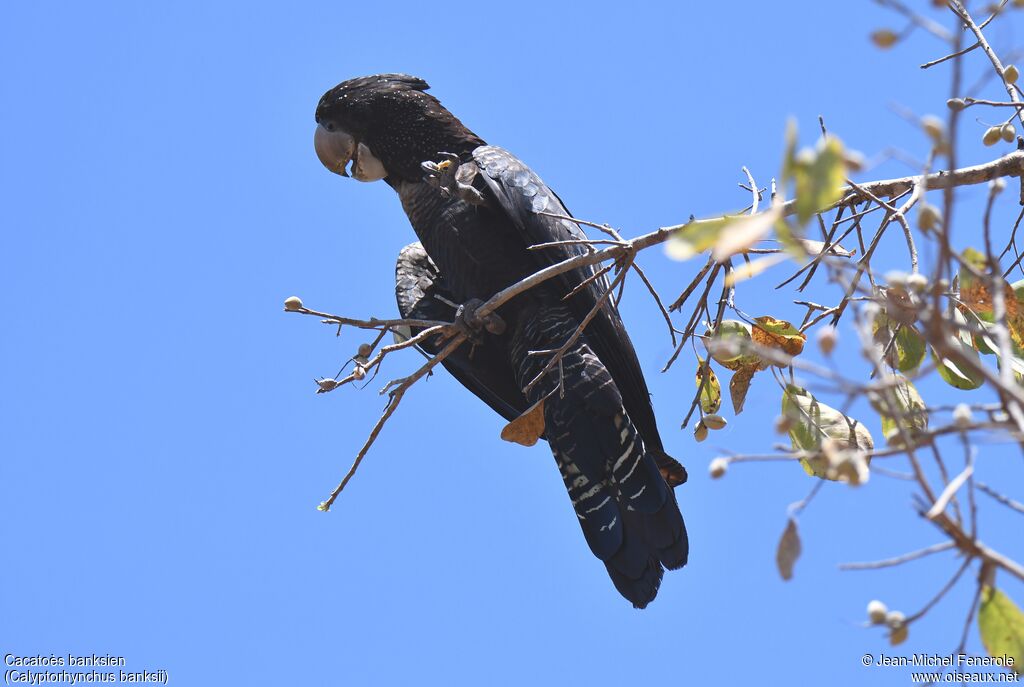 Red-tailed Black Cockatoo