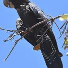 Cacatoès banksien