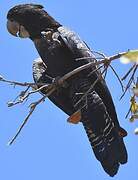 Red-tailed Black Cockatoo