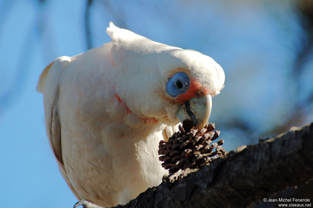 Little Corella