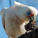 Cacatoès corella