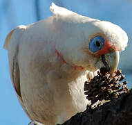 Little Corella