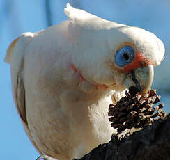 Cacatoès corella