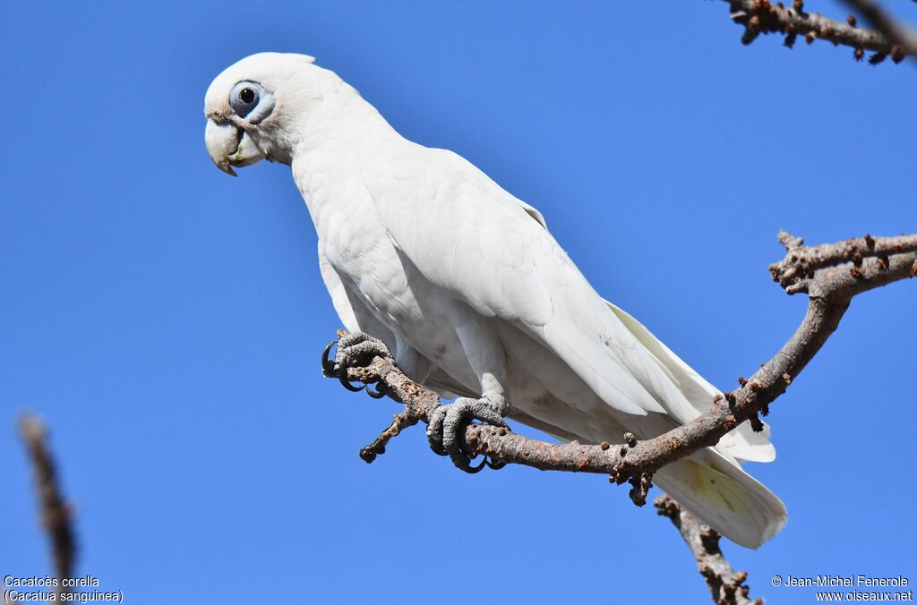 Cacatoès corella